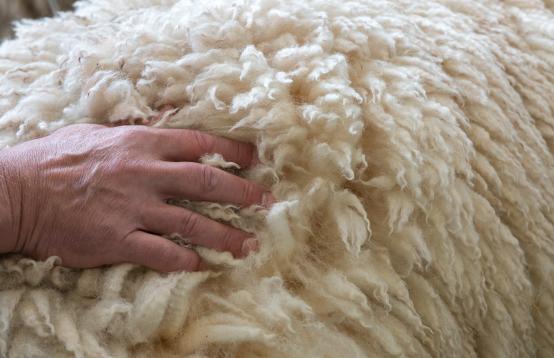 A merino sheeps back with a man running his hand through the wool