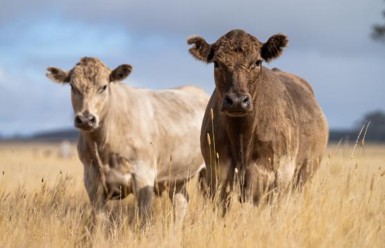 Two fluffy adult cows, one light brown and one darker brown in a wheat paddock.