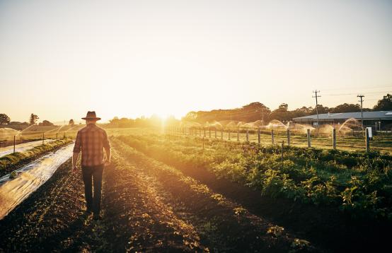 Sun rising over a farm with vegetable crops and a farmer walking away wearing a hat, checked shirt, blue jeans and boots.