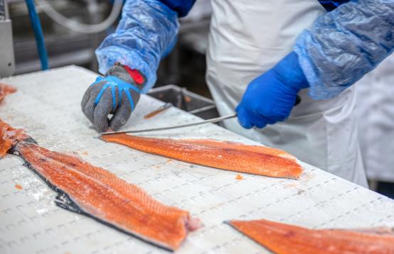 Scaling, cleaning and preparing salmon.