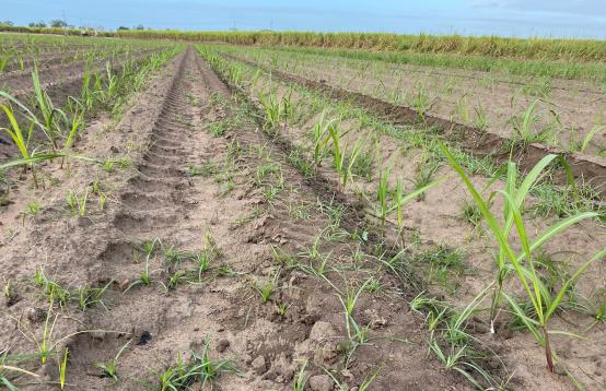 Image of a cane field with blue sky