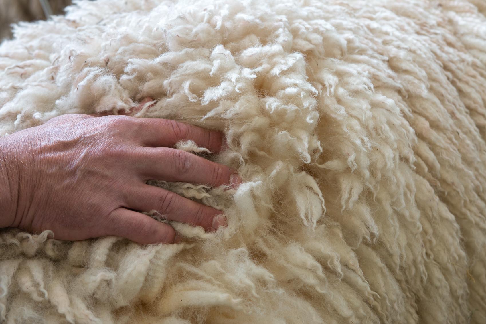 A merino sheeps back with a man running his hand through the wool