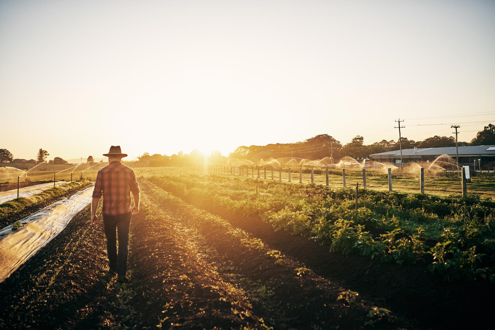 Sun rising over a farm with vegetable crops and a farmer walking away wearing a hat, checked shirt, blue jeans and boots.