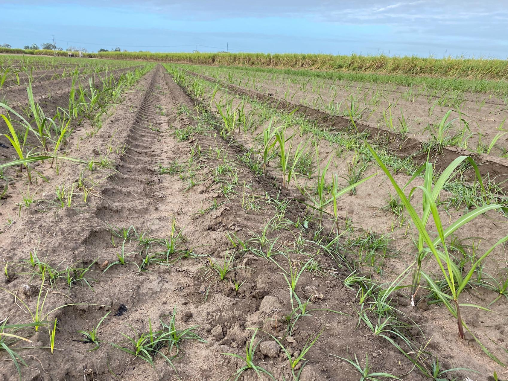 Image of a cane field with blue sky